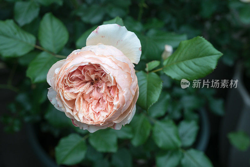 Rosa chinensis Jacq。盛开在春天